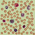 Blood cells